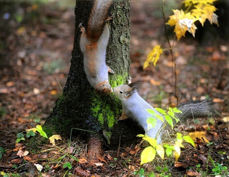 Two Squirrels on Tree