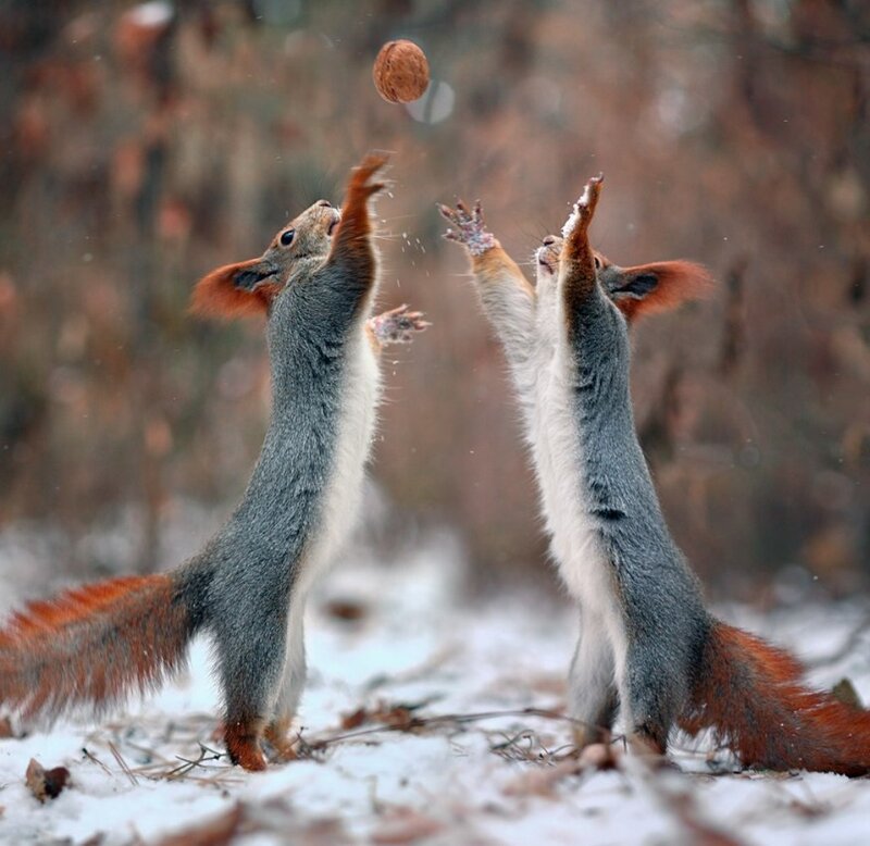 Two Squirrels Playing