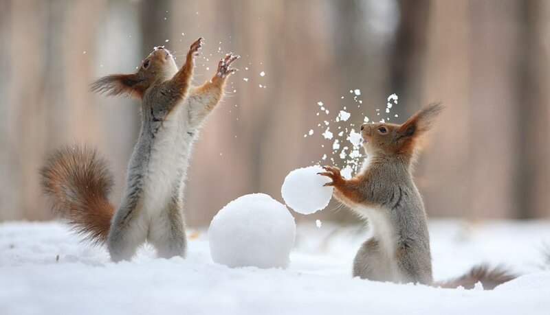 Two Squirrels Playing — White
