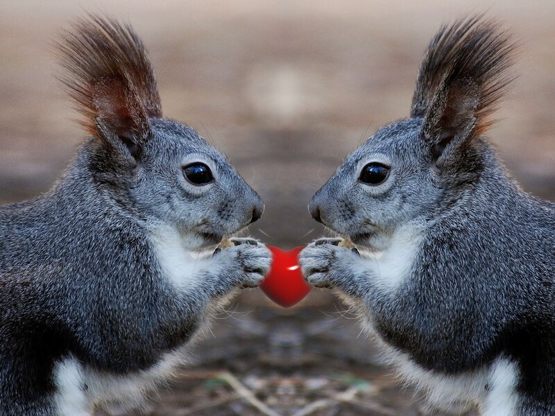 Two Squirrels Sharing Heart