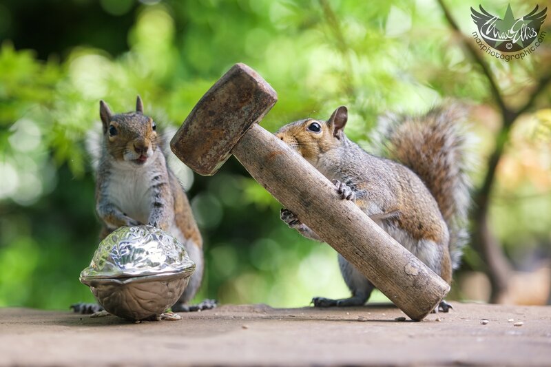 Two Squirrels with Hammer
