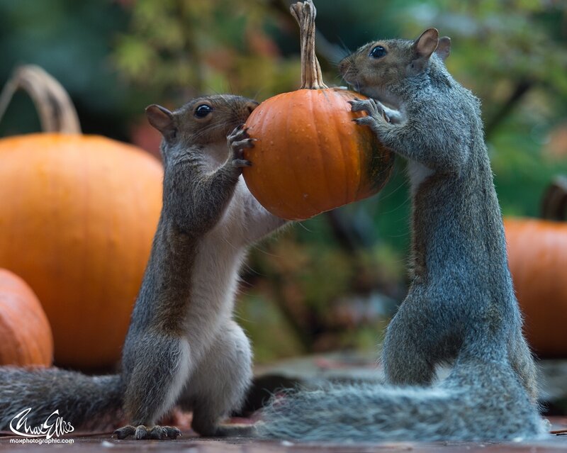 Two Squirrels with Pumpkin