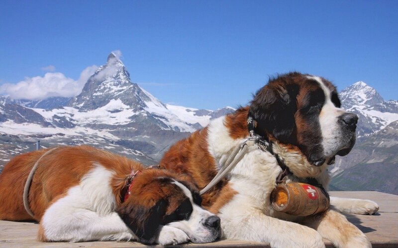 Two St Bernard Dogs — Blue, Serene, Afternoon