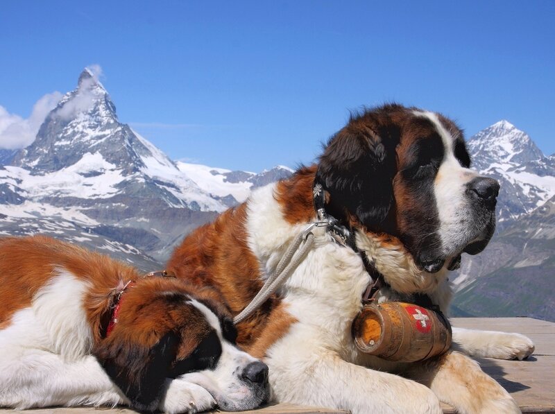 Two St Bernard Dogs — Blue, Serene