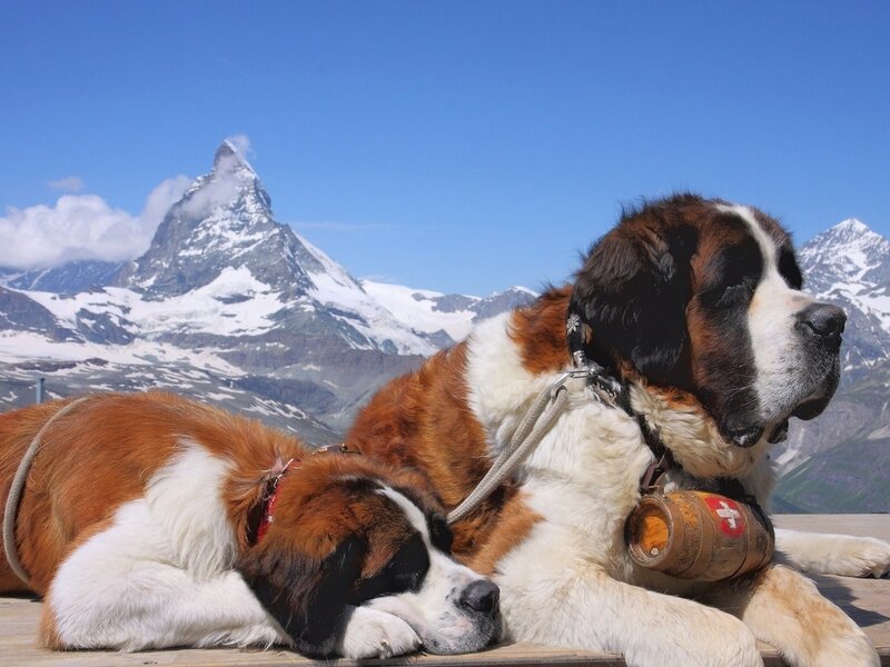 Two St Bernard Dogs — Blue