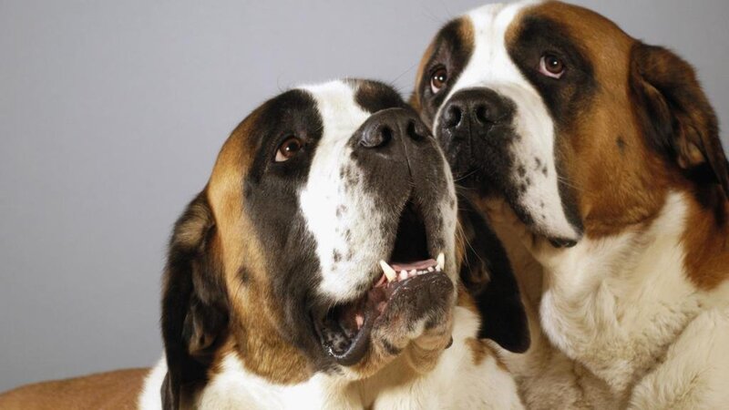 Two St Bernard Dogs — Brown, Calm