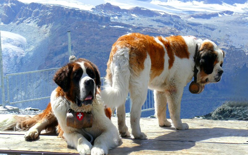 Two St Bernard Dogs — Brown, Serene