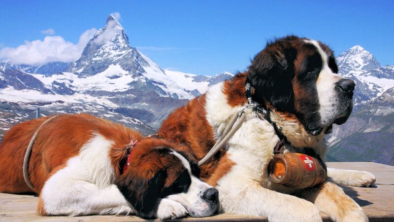Two St Bernard Dogs — Brown