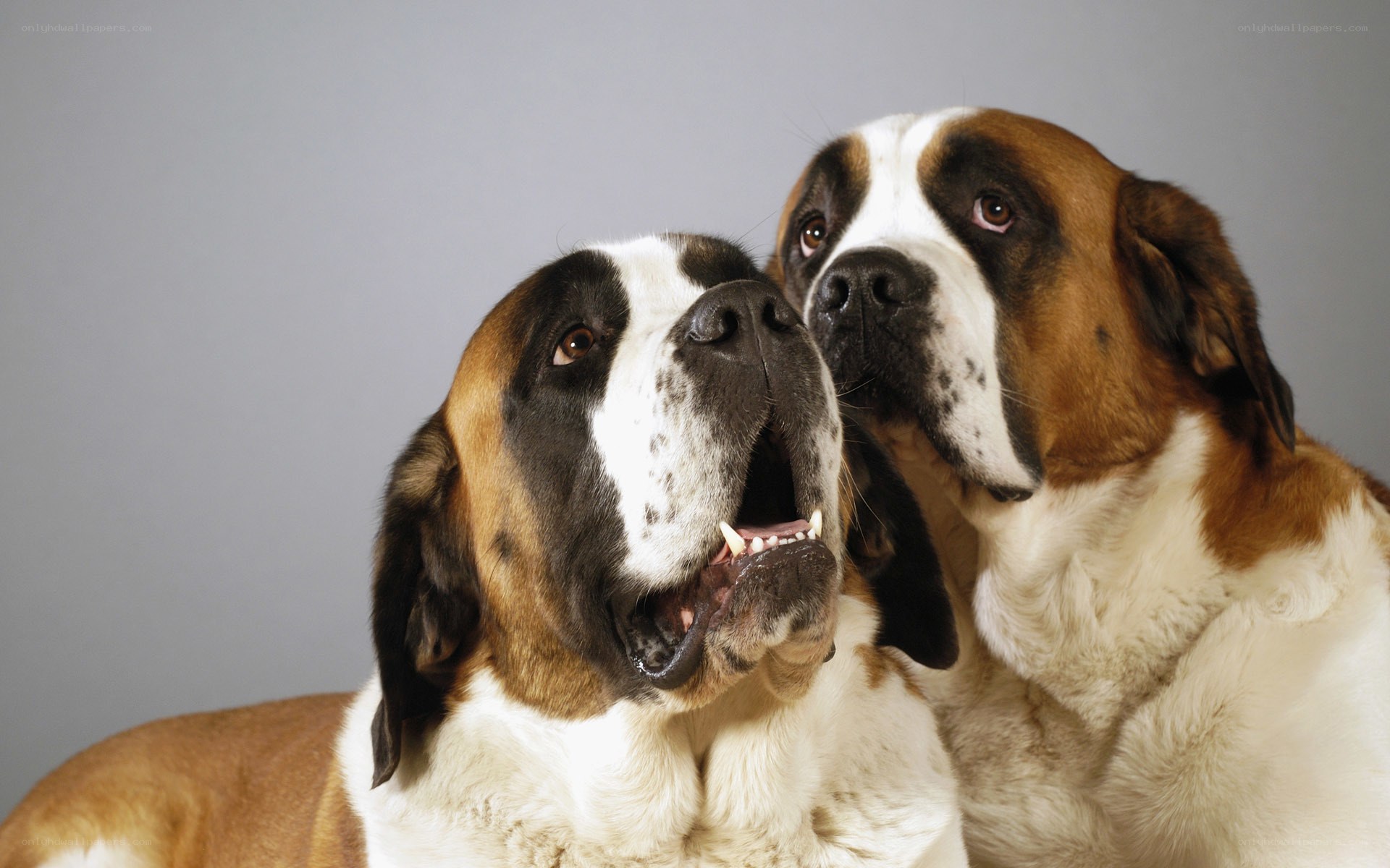 two st bernard dogs together