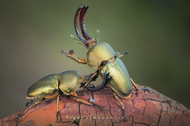Two stag beetles fighting