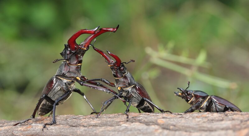 Two stag beetles fighting
