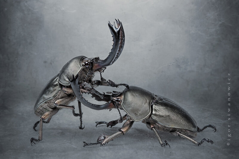 Two Stag Beetles Fighting — Gray
