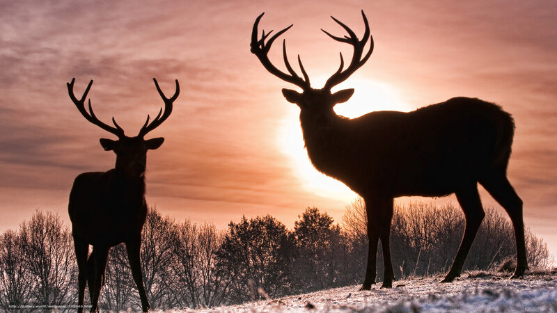 Two Stags at Sunset
