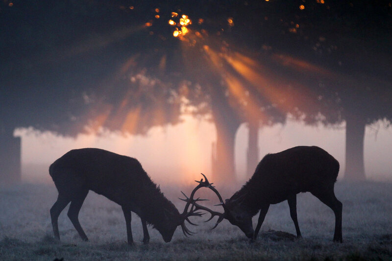 Two Stags Fighting — Black