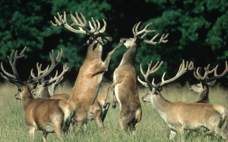 Two Stags Fighting — Brown, Dramatic, Afternoon