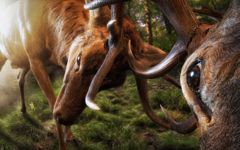 Two Stags Fighting — Brown