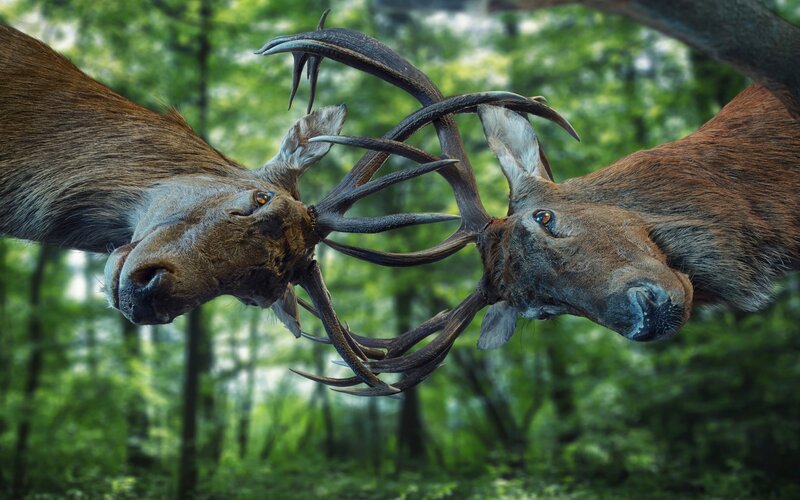 Two Stags Fighting — Green