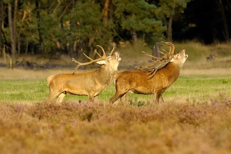 Two Stags Fighting