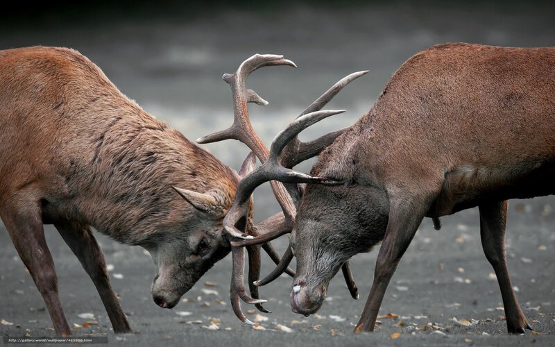 Two stags fighting with antlers