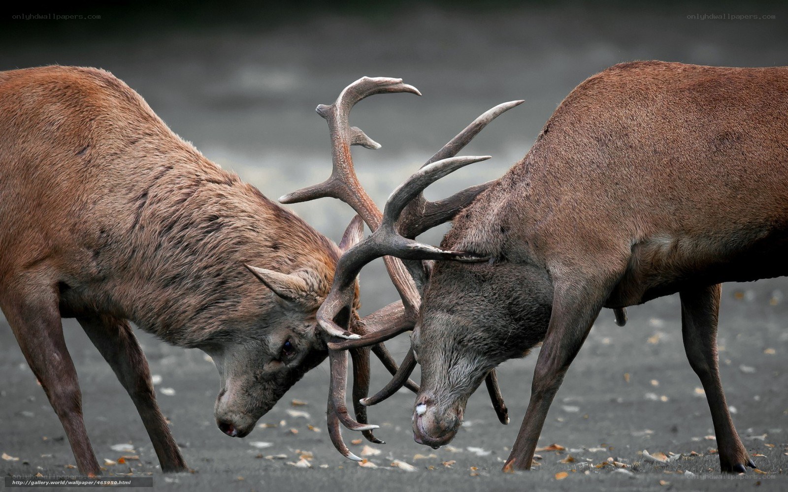 Two stags fighting with antlers