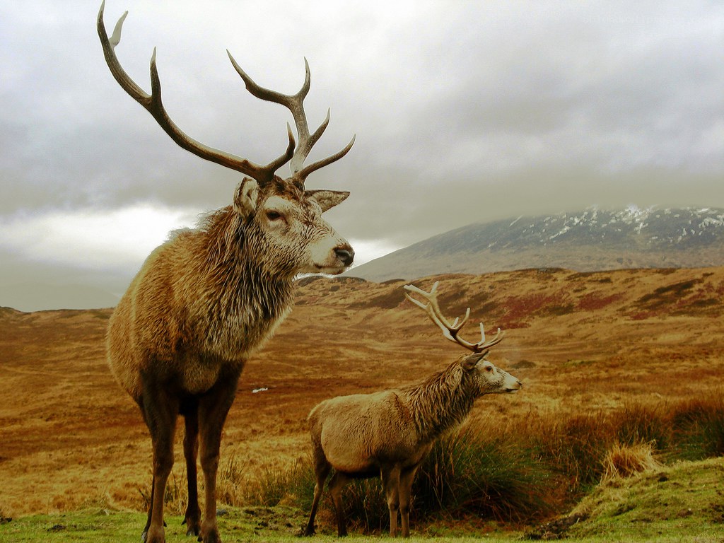 Two stags in a field