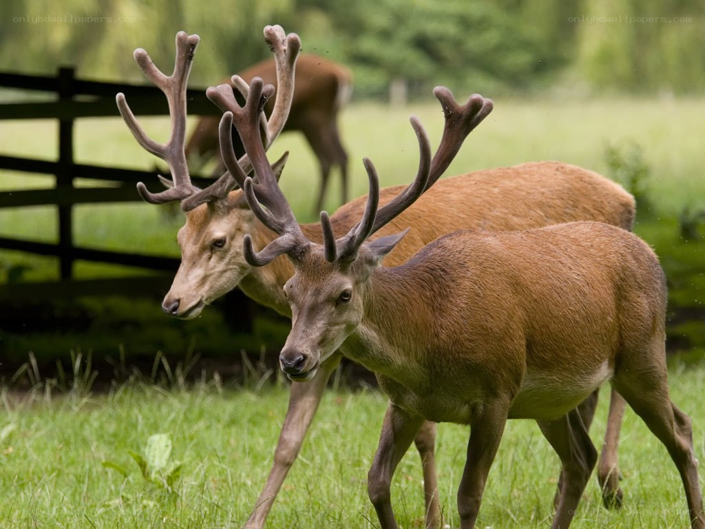 Two stags in a grassy field
