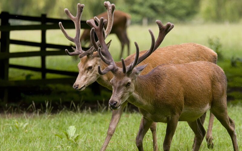 Two stags in a grassy field