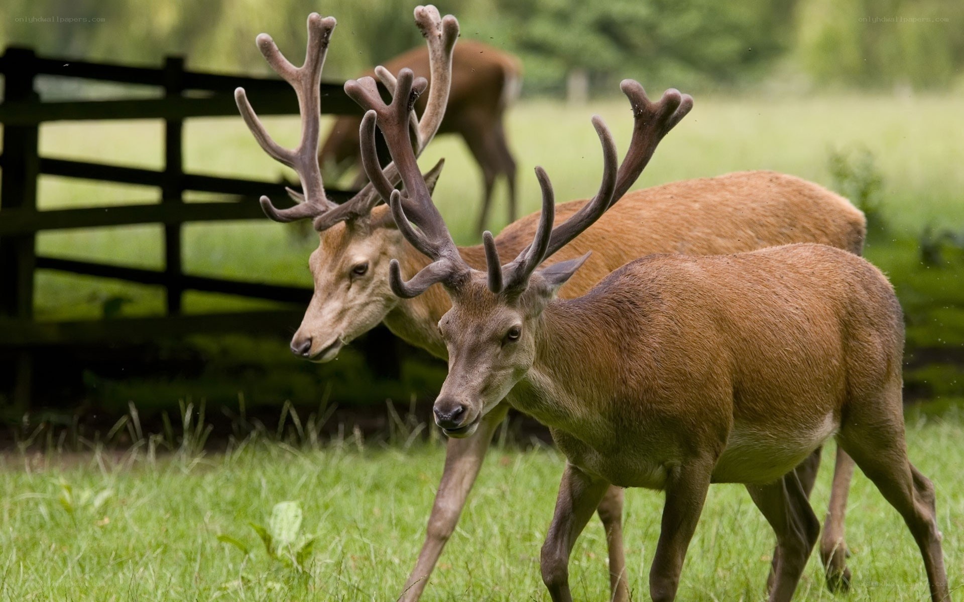Two stags in a grassy field