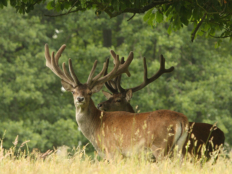 Two Stags in Field