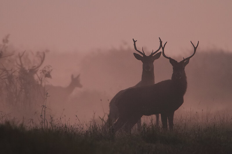 Two Stags in Fog