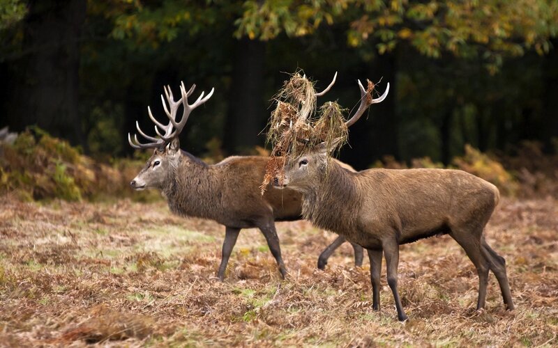 Two Stags in Forest — Brown