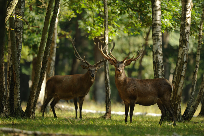 Two Stags in Forest — Green