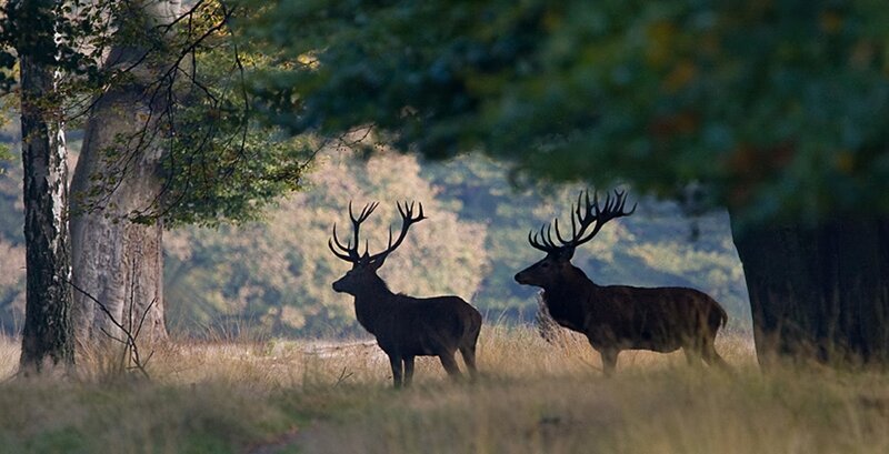 Two Stags in Forest