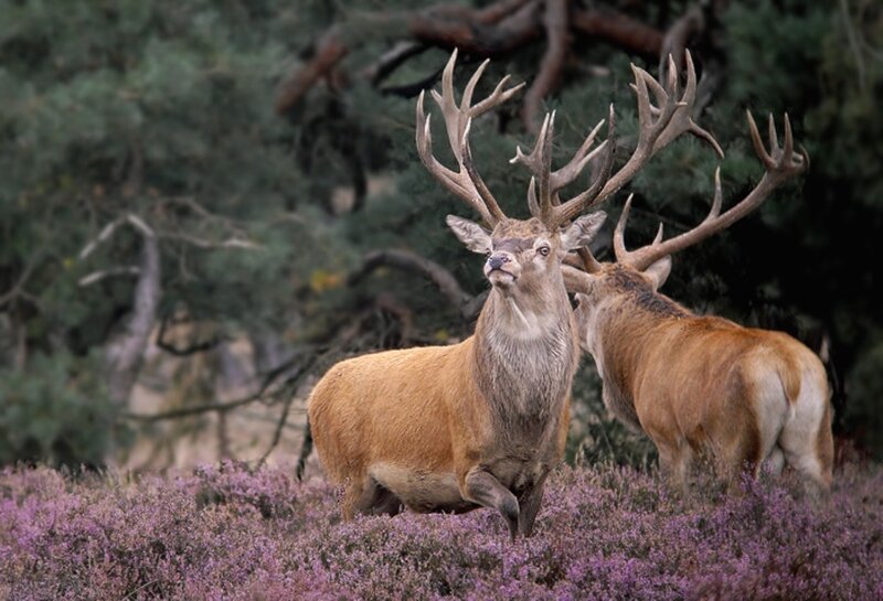 Two Stags in Heather