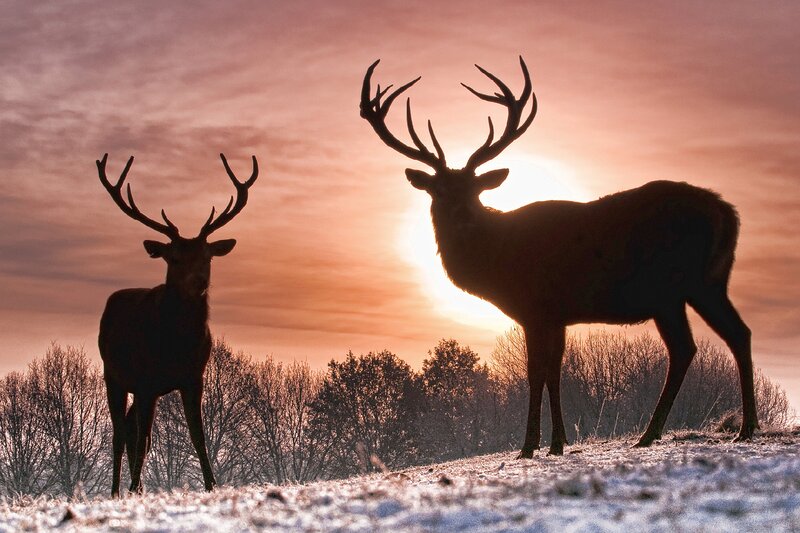 Two Stags in Silhouette — Orange