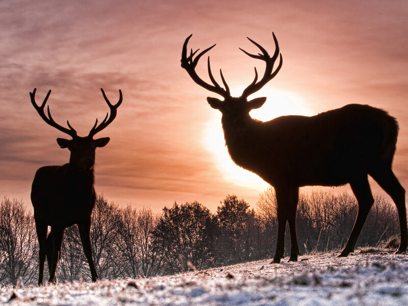 Two Stags in Silhouette