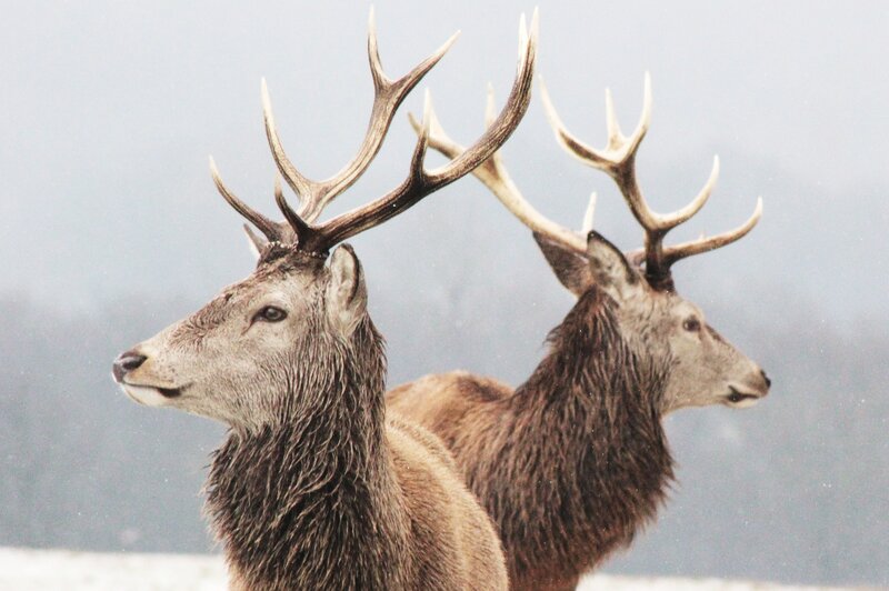 Two Stags in Snow