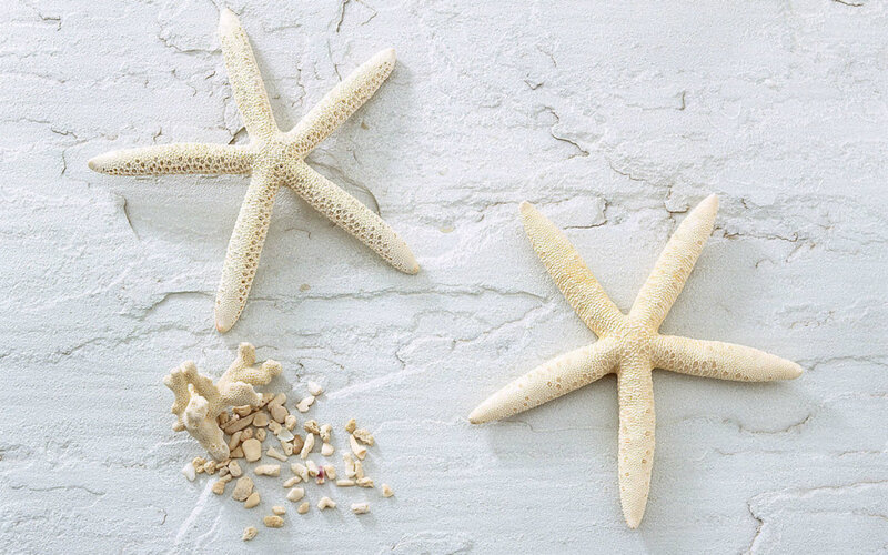 Two Starfish and Coral