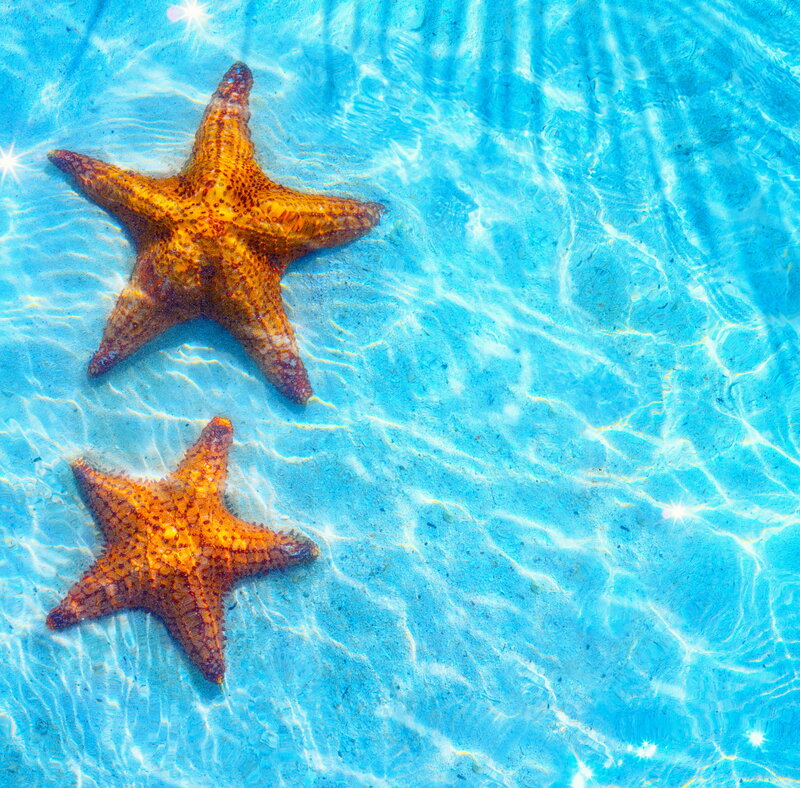 Two Starfish in Water