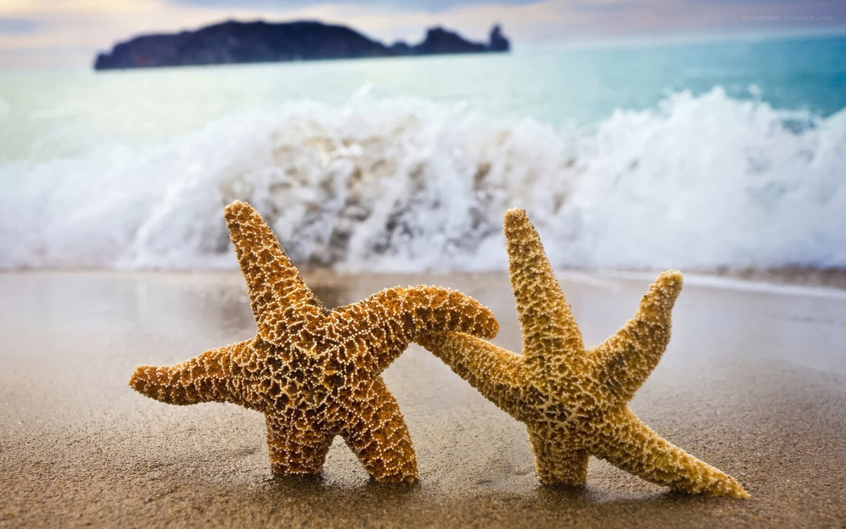 Two starfish on a beach