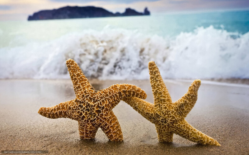 Two starfish on a beach