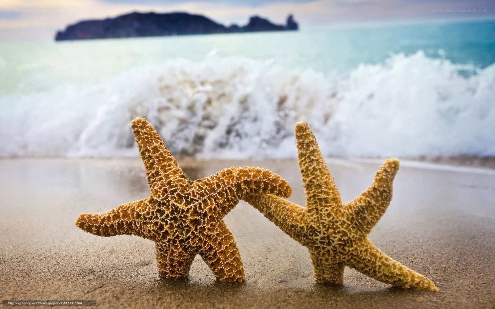 Two starfish on a beach