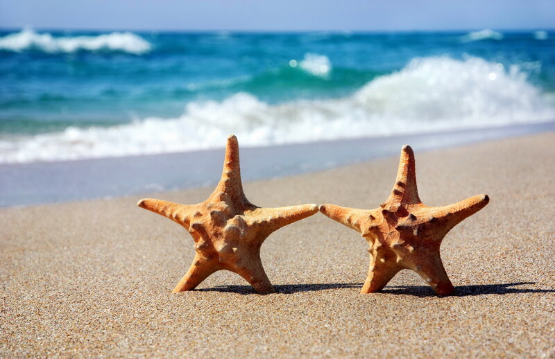 Two Starfish on Beach — Brown, Serene, Afternoon, Photograph