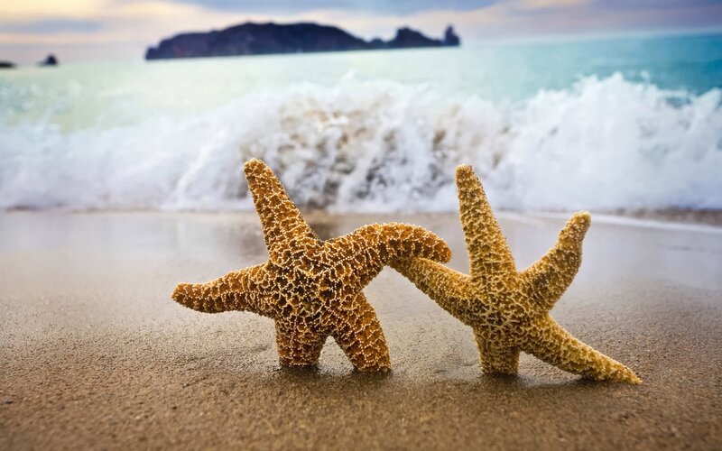 Two Starfish on Beach — Brown, Serene, Sunset, Photograph