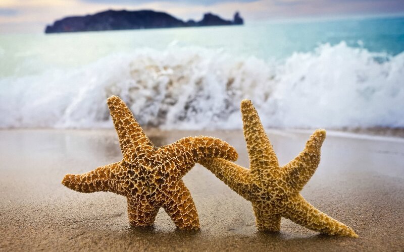Two Starfish on Beach — Brown, Serene, Sunset