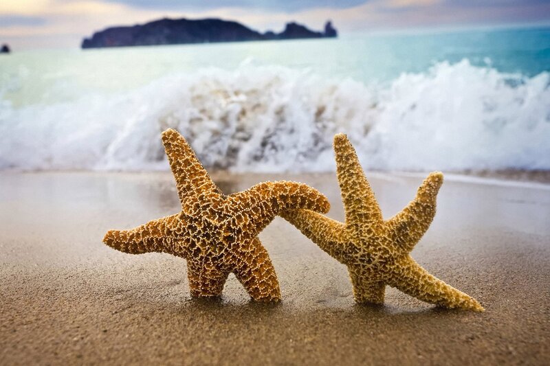 Two Starfish on Beach — Brown, Serene