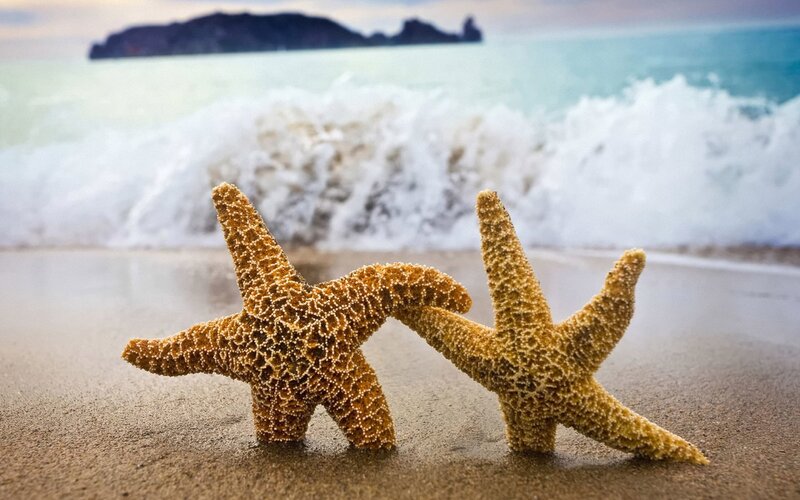 Two Starfish on Beach