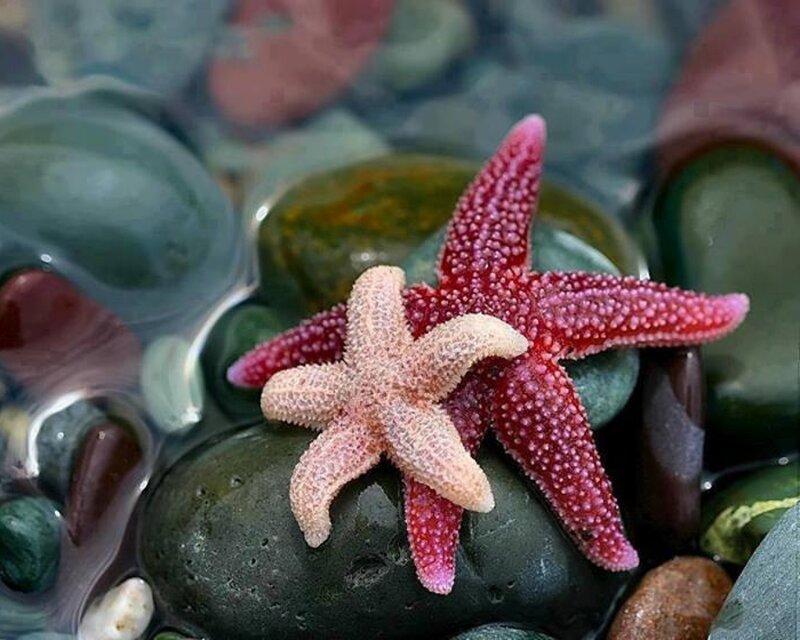 Two Starfish on Rocks — Red, Calm