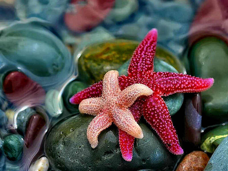 Two Starfish on Rocks — Red