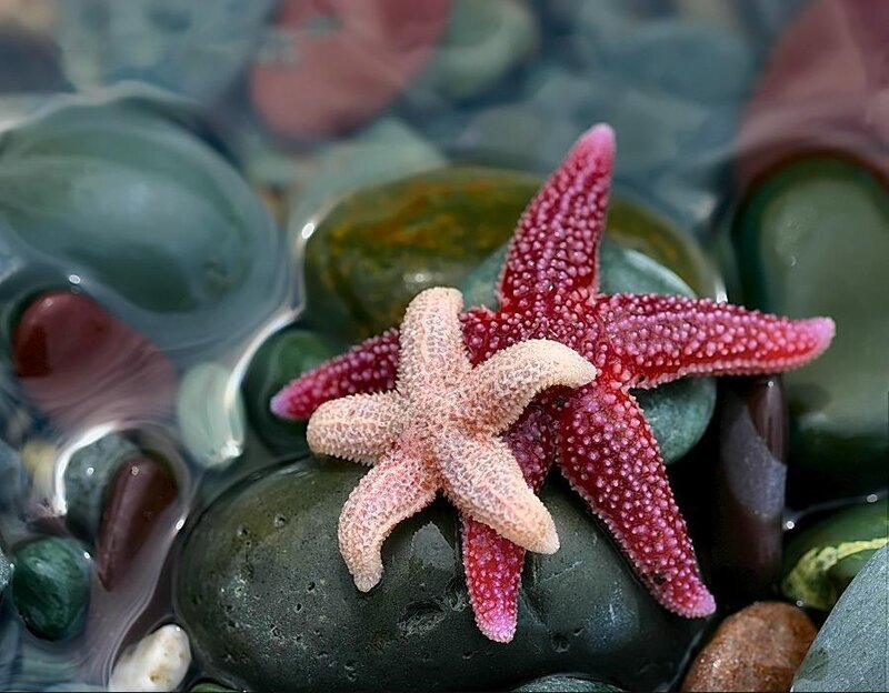 Two Starfish on Rocks
